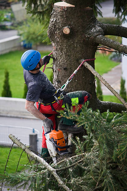 Lawn Drainage Solutions in Sumner, WA